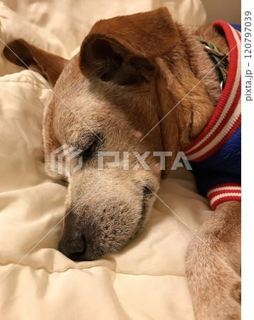 幸せそうに眠る犬 120797039
