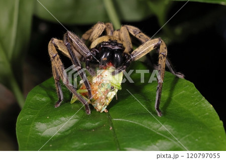 生き物　蜘蛛　カマスグモ、食事中。黒く大きな上顎で獲物を押さえつける、意外とかわいい眼 120797055