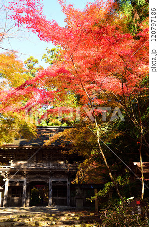 見頃を迎えた美濃大谷田神社 見頃を迎えた美濃大谷田神社 120797186