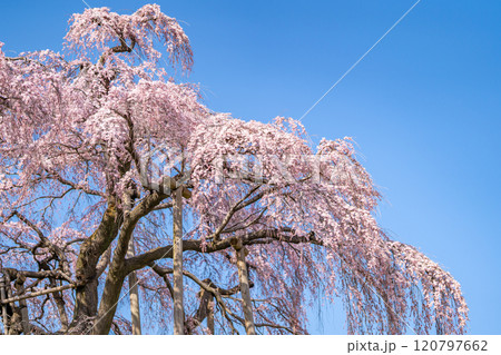 推定樹齢1000年超の国の天然記念物の枝垂桜「三春滝桜」迫力ある大木桜 古木 福島県三春町 推定樹齢1000年超の国の天然記念物の枝垂桜「三春滝桜」迫力ある大木桜 古木 福島県三春町 120797662