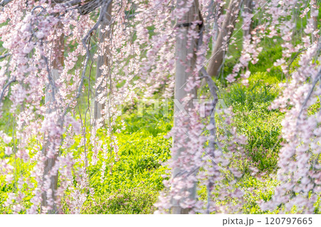 推定樹齢1000年超の国の天然記念物の枝垂桜「三春滝桜」桜の輝き　福島県三春町 120797665