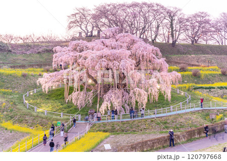 推定樹齢1000年超の国の天然記念物の枝垂桜「三春滝桜」ライトアップ 福島県三春町 推定樹齢1000年超の国の天然記念物の枝垂桜「三春滝桜」ライトアップ 福島県三春町 120797668