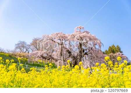 推定樹齢1000年超の国の天然記念物の枝垂桜「三春滝桜」桜と菜の花の共演 福島県三春町 推定樹齢1000年超の国の天然記念物の枝垂桜「三春滝桜」桜と菜の花の共演 福島県三春町 120797669