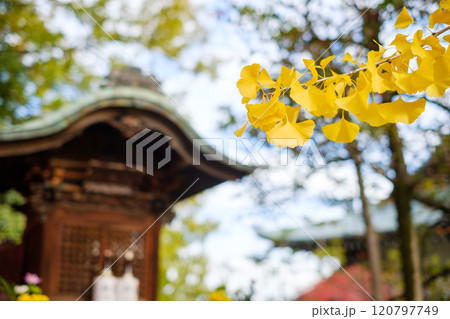 黄色いイチョウと神社の祠 120797749