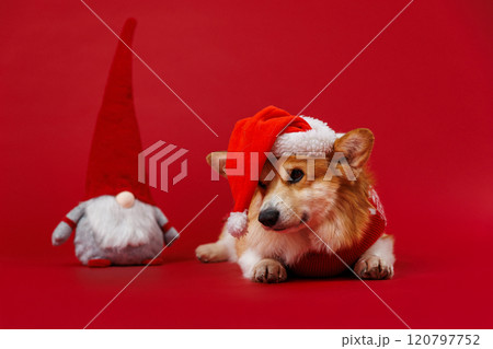 Festive Corgi in Santa hat with gnome, spreading holiday cheer and Christmas joy on a red backdrop 120797752
