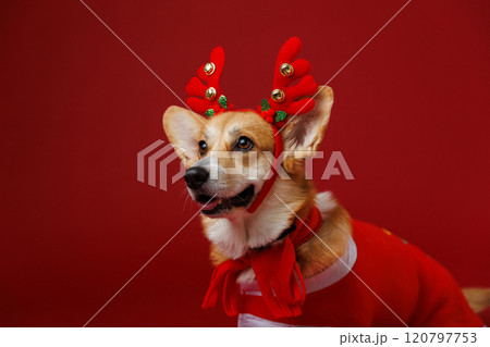 Happy Corgi in festive antlers and holiday outfit, ready to spread Christmas cheer 120797753