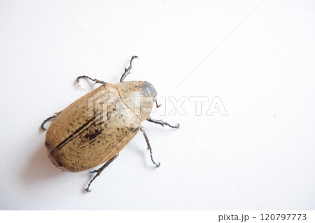 Lepidiota stigma is a polyphagous insect pest that attacks the roots of various types of plants. During the larval stage, it is known as a ureth pest. 120797773