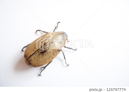 Lepidiota stigma is a polyphagous insect pest that attacks the roots of various types of plants. During the larval stage, it is known as a ureth pest. Lepidiota stigma is a polyphagous insect pest that attacks the roots of various types of plants. During the larval stage, it is known as a ureth pest. 120797774