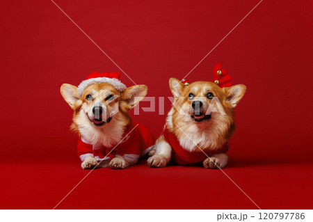 Christmas Corgis in festive costumes spreading holiday cheer with adorable charm and joy Christmas Corgis in festive costumes spreading holiday cheer with adorable charm and joy 120797786