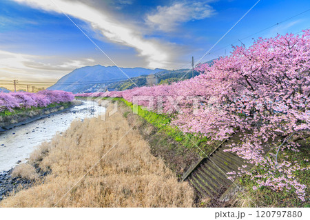 静岡県河津町の満開に咲く河津桜 120797880