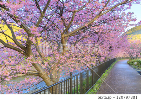 静岡県河津町の満開に咲く河津桜 120797881
