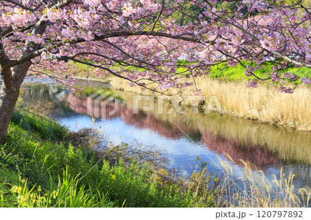 静岡県河津町の満開に咲く河津桜 120797892