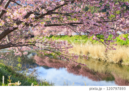 静岡県河津町の満開に咲く河津桜 120797893
