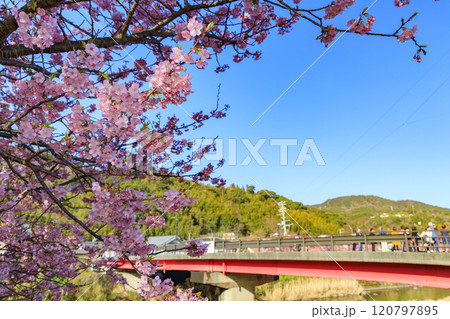 静岡県河津町の満開に咲く河津桜 静岡県河津町の満開に咲く河津桜 120797895
