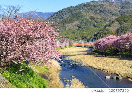 静岡県河津町の満開に咲く河津桜 静岡県河津町の満開に咲く河津桜 120797899