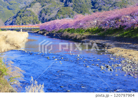 静岡県河津町の満開に咲く河津桜 120797904