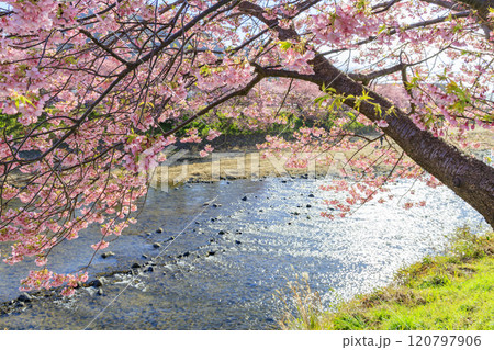 静岡県河津町の満開に咲く河津桜 120797906