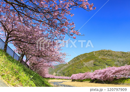 静岡県河津町の満開に咲く河津桜 120797909
