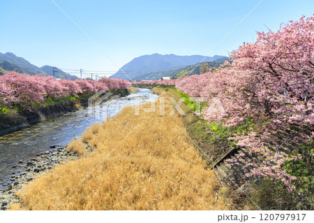 静岡県河津町の満開に咲く河津桜 静岡県河津町の満開に咲く河津桜 120797917