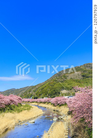 静岡県河津町の満開に咲く河津桜 120797919