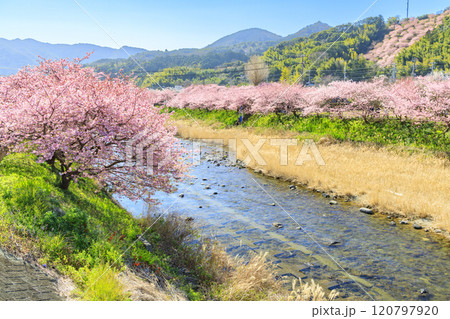 静岡県河津町の満開に咲く河津桜 静岡県河津町の満開に咲く河津桜 120797920