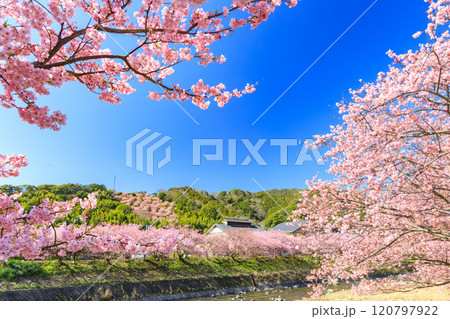 静岡県河津町の満開に咲く河津桜 120797922