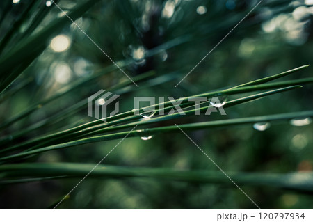 雨上がりの水滴に濡れる松の葉　寒色 120797934