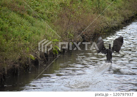 翼を広げながら水面を走り去る水鳥 120797937