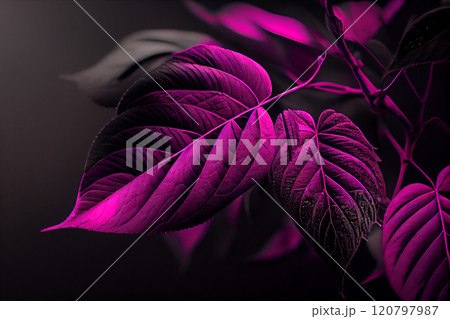 Creative fluorescent color layout made of tropical leaves. Flat lay neon colors. Nature concept. Monster leaves Fluorescent colors. Abstract background. 120797987