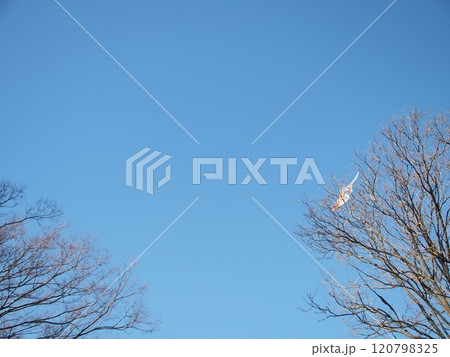 木の枝にひっかかった凧と青空 木の枝にひっかかった凧と青空 120798325
