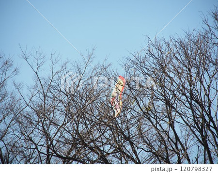 木の枝にひっかかった凧と青空 木の枝にひっかかった凧と青空 120798327