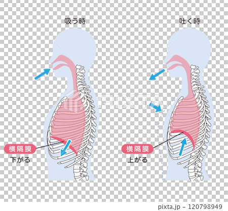呼吸の仕組み　横隔膜　呼吸筋 120798949