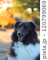 紅葉が綺麗な秋の風景と黒い犬 120799069