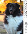 紅葉が綺麗な秋の風景と黒い犬 120799070