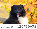 紅葉が綺麗な秋の風景と黒い犬 120799072