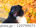 紅葉が綺麗な秋の風景と黒い犬 120799073