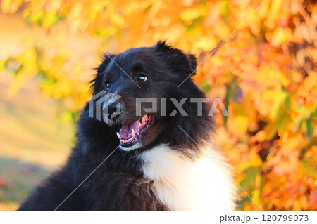 紅葉が綺麗な秋の風景と黒い犬 紅葉が綺麗な秋の風景と黒い犬 120799073