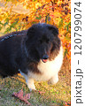 紅葉が綺麗な秋の風景と黒い犬 120799074