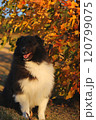 紅葉が綺麗な秋の風景と黒い犬 120799075