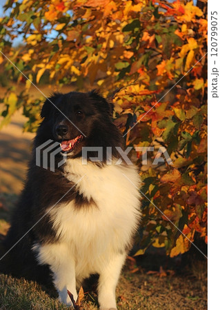 紅葉が綺麗な秋の風景と黒い犬 120799075