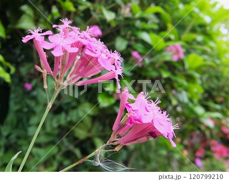 夏の5～7月に濃いピンク色の花を咲かせるシバザクラに似た野草 120799210