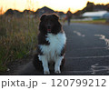 夕暮れ時の田舎道でお座りしているわんこ 120799212