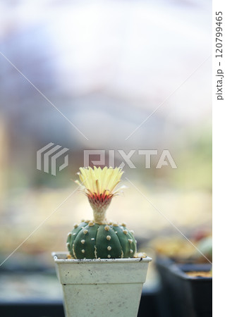Cactus with yellow flower in pot, showcasing vibrant colors and beauty Cactus with yellow flower in pot, showcasing vibrant colors and beauty 120799465