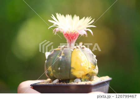 Colorful cactus with vibrant flower in pot, showcasing nature beauty 120799467