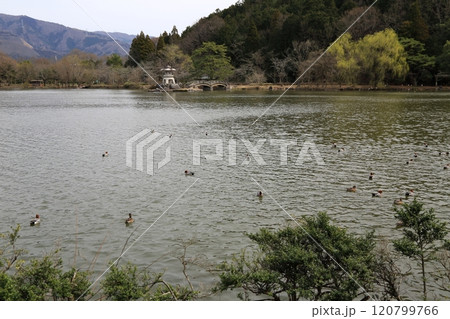 滋賀　三島池散策・20（滋賀県米原市三島池） 120799766