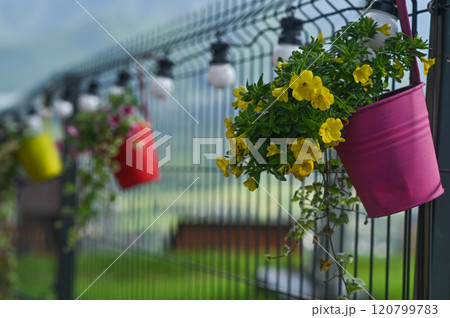 Flower pots attached to a metal fence. yellow flowers in a pink pot. Calibrachoa hybrids Flower pots attached to a metal fence. yellow flowers in a pink pot. Calibrachoa hybrids 120799783
