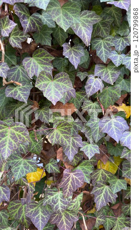 Lush Ivy Leaves in Vivid Green and Purple Hues Lush Ivy Leaves in Vivid Green and Purple Hues 120799868