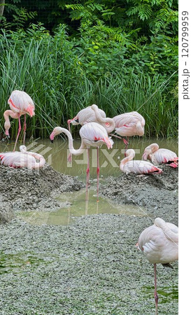Group of Pink Flamingos Relaxing in a Tranquil Wetland Area 120799959