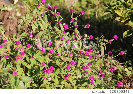 秋の庭に咲くピンク色の千日紅の花 秋の庭に咲くピンク色の千日紅の花 120800341