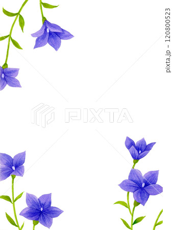 水彩画のキキョウの花 水彩画のキキョウの花 120800523